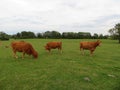 Animal cow farm meadows boil milk meat feed production Royalty Free Stock Photo