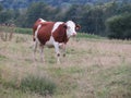 Animal cow farm meadows boil milk meat feed production