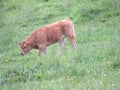 animal cows farm milk meat grass curious myron meek Royalty Free Stock Photo