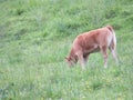 Animal cows farm milk meat grass curious myron meek Royalty Free Stock Photo