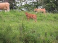 Animal cows farm milk meat grass curious myron meek Royalty Free Stock Photo