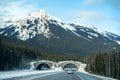 Animal crossing bridge along the Trans Canada Highway Highway 1 in Banff National Park in winter