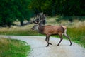 Animal crossing road. Deer in the forest. Red deer stag, bellow majestic powerful adult animal outside autumn forest, big animal