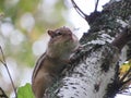 Chipmunk on a tree