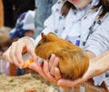 In the hands of a red guinea pig, and children`s hands give her food. A child feeds a red light guinea pig. Royalty Free Stock Photo
