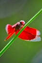 Animal damselfy fly