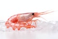 Background prawn white shrimp isolated red shellfish sea food delicious crustacean fresh seafood background Royalty Free Stock Photo