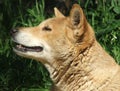 Animal - dingo Royalty Free Stock Photo