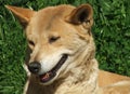 Animal - dingo Royalty Free Stock Photo