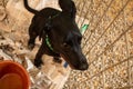 Animal on display at an adoption fair in Goiania. Royalty Free Stock Photo