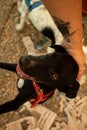 Animal on display at an adoption fair in Goiania. Royalty Free Stock Photo