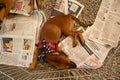 Animal on display at an adoption fair in Goiania. Royalty Free Stock Photo