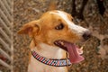 Animal on display at an adoption fair in Goiania. Royalty Free Stock Photo