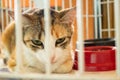 Animal on display at an adoption fair in Goiania. Royalty Free Stock Photo