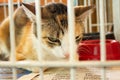 Animal on display at an adoption fair in Goiania. Royalty Free Stock Photo