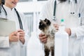 Animal doctor veterinarians examining cat in ICU of animal clini Royalty Free Stock Photo