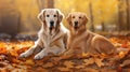 animal dog cat autumn Royalty Free Stock Photo