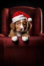 Pet dog animal hat puppy background holiday santa christmas red cute Royalty Free Stock Photo