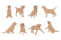 Animal dog Labrador character icon set in flat style. Design template.