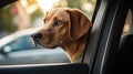 animal dog waiting in car Royalty Free Stock Photo