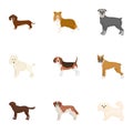 Animal, domestic, dachshund, and other web icon in cartoon style.Dachshund, husky, beagle, icons in set collection.