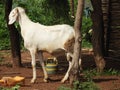 Mouton africain blanc Royalty Free Stock Photo