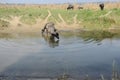 Animal Drinking Water in Pound India