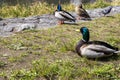 animal duck standing lake poblic park in spring season