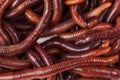 Animal earth worm Royalty Free Stock Photo