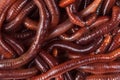 Animal earth worm Royalty Free Stock Photo