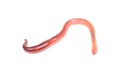 Animal earth worm i Royalty Free Stock Photo