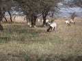 Animal eating grass nice view jungle picture very nice view Royalty Free Stock Photo