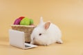 Animal education technology concept.Adorable furry baby rabbit white looking at laptop with basket paint easter eggs while sitting Royalty Free Stock Photo