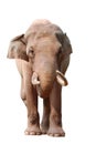 Animal elephant
