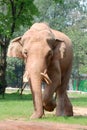 Animal elephant walking