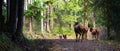 Animal Elk Herd Oregon Woods NW Forest Wildl Royalty Free Stock Photo