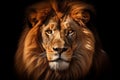 Animal endangered big nature background lion cat dark face head portrait africa large predator Royalty Free Stock Photo