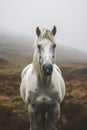 Animal equine horse farm mammal equestrian beauty Royalty Free Stock Photo