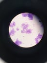 Animal eukaryotic cell. Bucal epitelium mucose cells. Painted purple, seen in an optic microscope.