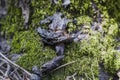 Animal excrement in forest, close up