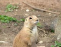 Animal expressions-beaver Royalty Free Stock Photo