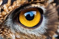 Animal eye wildlife brown wild nature bird portrait feather predator owl Royalty Free Stock Photo