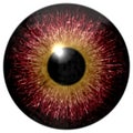 Animal eyeball 3d texture isolated Royalty Free Stock Photo