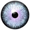Animal eyeball with purple round, wolf 3d eye with dangerous view, isolated white background