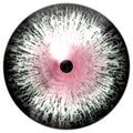 Animal eyeball with purple round, wolf 3d eye with dangerous view, isolated white background