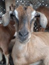 Animal face mammalian species goat