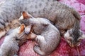 Animal family for  background., little cat drinking milk from mother breast Royalty Free Stock Photo