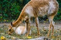 Animal family portrait of a mother vicuna with its baby, Specie related to the camel and Royalty Free Stock Photo