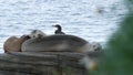 Animal family. Wild young seal baby sleeping, sea lion calf, cub or pup resting. Royalty Free Stock Photo