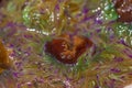 Animal Fantasy (Anemonia sulcata) Royalty Free Stock Photo